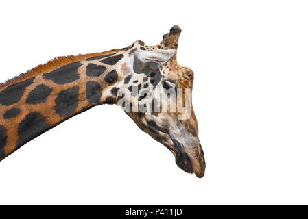 Giraffe auf weißem Hintergrund isoliert Stockfoto
