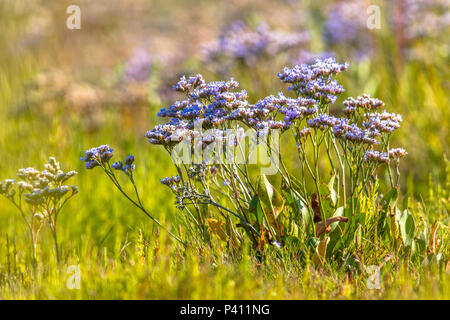 Meer - Lavendel (Limonium vulgare) auf einem saltmarsh im Wattenmeer Niederlande Stockfoto