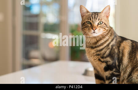 Schöne Katzen Katze zu Hause. Haustier Stockfoto