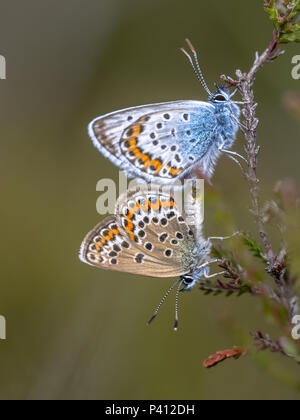 Paar Silber - verzierte Blau (Plebejus argus) Schmetterling Paaren auf Host plant gemeinsame Heidekraut (Calluna vulgaris) im natürlichen Lebensraum Stockfoto