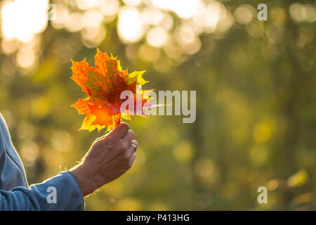 Männliche Hand hell grün Blätter im Herbst sonnige Natur Hintergrund. Konzept der Liebe der Natur. Hallo herbst Konzept. Platz kopieren Stockfoto