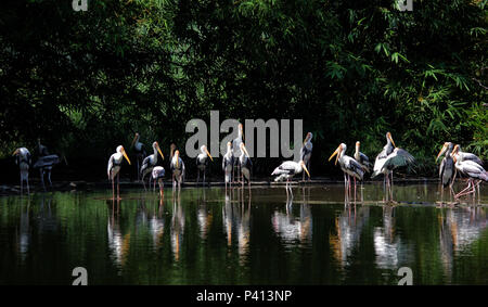 Mycteria leucocephala, Gruppe der gemalten Storch Vogel in der Natur Stockfoto