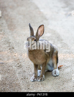 Ein schneeschuh Hase oder Kaninchen, Lepus Americanus, im Sommer morph Sitzen auf einem sandigen Weg in den Adirondack Mountains, NY, USA Stockfoto