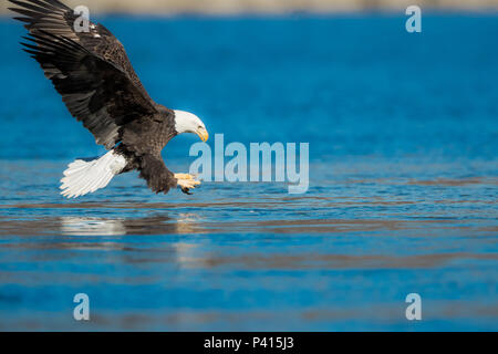 Nach Bald Eagle flying low mit erweiterter Talons/Beine und über einen Fisch zu fangen Stockfoto