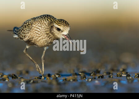 Schwarz-bellied Plover Fang ein Wurm Stockfoto