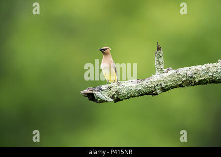 Nach Cedar Waxwing thront auf dem Zweig mit einem grünen verschwommenen Hintergrund Stockfoto