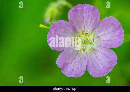 Nahaufnahme Makro von wilden Rosa geranium Flower mit glatten grünen Hintergrund Stockfoto
