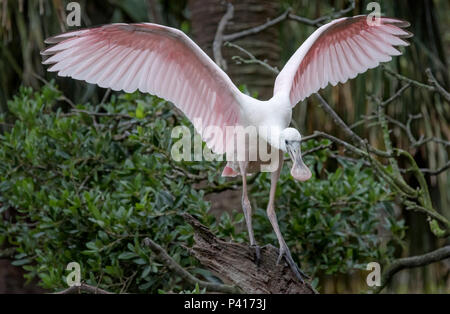 Juvenile Rosalöffler mit ausgebreiteten Flügeln auf einem toten Baum des Körpers. Stockfoto