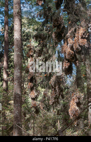 Monarchfalter klammerte sich an Ästen in den Wäldern von Mexiko während über - überwintern. Stockfoto