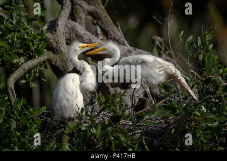 Zwei Silberreiher Küken im Nest warten auf ein Elternteil mit Nahrungsmitteln Stockfoto