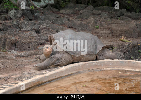 Lonesome George in seinem Gehege im Galapagos Zucht und Aufzucht. Stockfoto