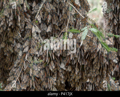 Monarchfalter clustered auf Ästen über - Überwinterung in den Wäldern in Mexiko. Stockfoto