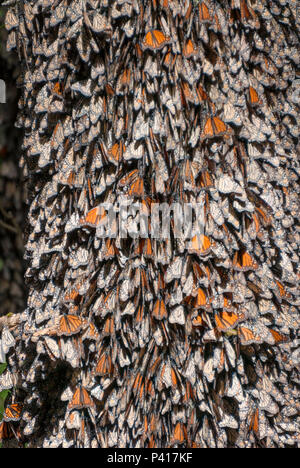 Hunderte von Monarch Schmetterlinge klammerte sich an den Stamm eines Baumes während über - Überwinterung in den Bergen von Mexiko. Stockfoto