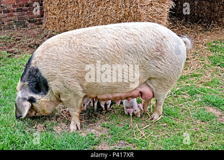 Gloucester alten Spot Sau mit Ferkeln. Stockfoto