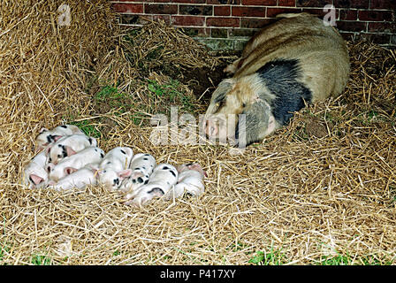 Gloucester alten Spot Ferkel Stockfoto