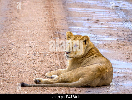 Junger männlicher Löwe (Panthera leo) ruht auf der Straße nach einem Regen Sturm in der Serengeti. Stockfoto