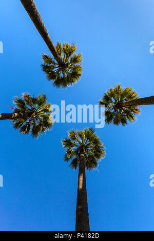 Arecales Palme Wedel vor blauem Himmel. Stockfoto