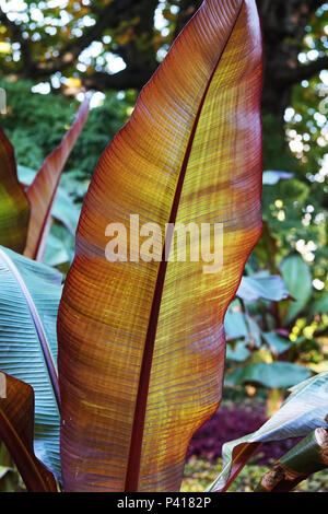 Nahaufnahme des grossen Blattes (calathea Ornata) Stockfoto