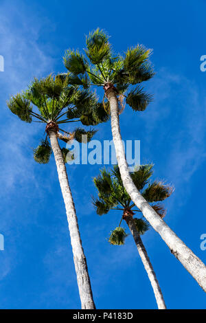 Arecales Palme Wedel vor blauem Himmel. Stockfoto