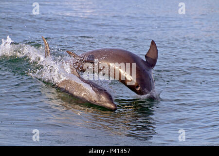 Eine Mutter und Baby Tümmler spielen gemeinsam Gewässer im Zuge einer Tugboat in Clearwater Bay, Florida Stockfoto