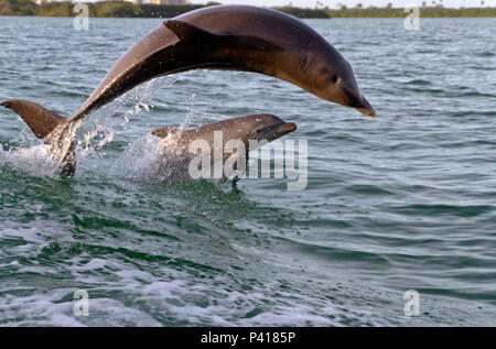 Eine Mutter und Baby Tümmler spielen gemeinsam Gewässer im Zuge einer Tugboat in Clearwater Bay, Florida Stockfoto