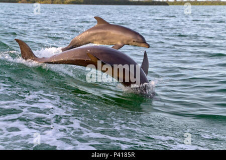 Eine Mutter und Baby Tümmler spielen gemeinsam Gewässer im Zuge einer Tugboat in Clearwater Bay, Florida Stockfoto