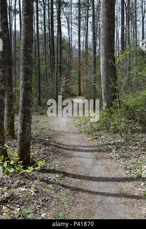 Eine Spur im Pisgah National Forest. Stockfoto