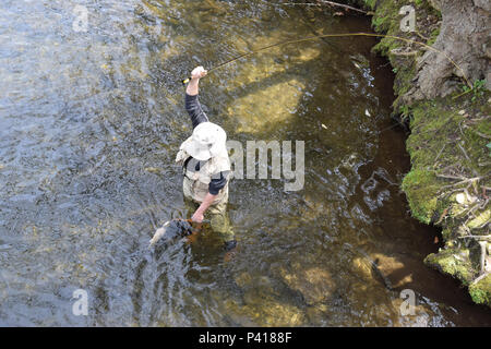 Einen Fischer, den Fang von Forellen in der Davidson River im Pisgah National Forest. Stockfoto