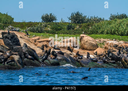 Punta del Este - uruguai Isla de Lobos Juan Díaz de Solís Punta del Este mamífero Lobo Marinho marinho Punta del Este Uruguai América do Sul Stockfoto