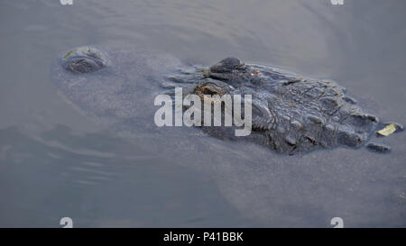 Alligatoren in einem Sumpf in Florida. Stockfoto