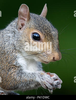 Eine Nahaufnahme eines östlichen graue Eichhörnchen Stockfoto