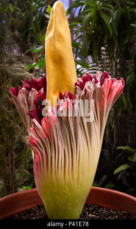 Die seltene, blühende Leichenblume, berühmt, da sie selten blüht und wegen des stinkenden, verfaulenden Fleischgeruchs, auch bekannt als titan-Arum aus Indonesien, riecht Stockfoto