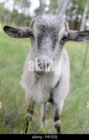 Eine graue Ziege mit Hörnern weiden auf der Wiese und Suchen Stockfoto