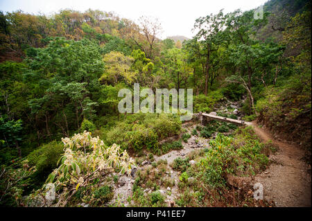 Dichten Wald an der Nandhour Tal, Kumaon Hügel, Uttarakhand, Indien Stockfoto