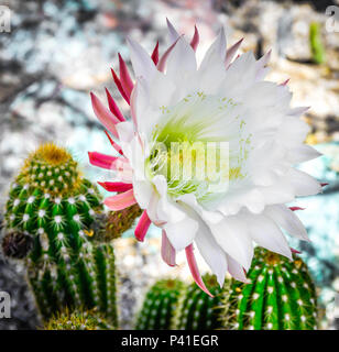 Eine Nahaufnahme von einem riesigen weißen Blüte auf einem Argentinischen riesigen cactius in eine steinige Wüste Szene Stockfoto