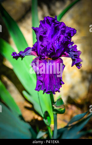 Eine einzelne anschaulich intensive violette Iris Blüte in einen Garten Stockfoto