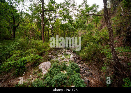 Dichten Wald an der Nandhour Tal, Kumaon Hügel, Uttarakhand, Indien Stockfoto