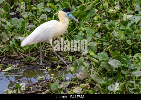 Transpantaneira Poconé - MT Garça-real Garça garça - Morena garcinha garça-de-cabeça-preta Pilherodius pileatus bedeckte Heron ave Fauna Natureza Pantanal Transpantaneira Poconé Mato Grosso Brasilien Centro Oeste Flora Igarapés Vulcanus aquáticas Garça-real Garça garça - Morena garcinha garça-de-cabeça-preta Pilherodius pileatus bedeckte Heron ave Fauna Natureza Pantanal Transpantaneira Poconé Mato Grosso Brasilien Centro Oeste Flora Igarapés Vulcanus aquáticas Stockfoto