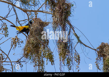 Fazenda Pouso Alegre - Poconé/MT Xexéu Cacicus cela Yellow-rumped Cacique Japiim Japiim - xexéu Japim Japuíra João - conguinho Xexéu-de-bananeira (Nordeste) ave Fauna Natureza Ninho da ave Xexéu Pantanal Norte Poconé Mato Grosso Brasilien Centro Oeste Xexéu Cacicus cela Yellow-rumped Cacique Japiim Japiim - xexéu Japim Japuíra João - conguinho Xexéu-de-bananeira (Nordeste) ave Fauna Natureza Ninho da ave Xexéu Pantanal Norte Poconé Mato Grosso Brasilien Centro Oeste Stockfoto