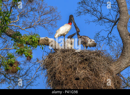 Fazenda Pouso Alegre - Poconé MT Tuiuiú jaburru jaburu tuim-de-papo-Vermelho (keine e Mato Grosso Mato Grosso do Sul) cauauá (keine Amazonas) Jabiru mycteria Jabiru ave Ave símbolo Do Pantanal Fauna Flora Natureza ninho com filhotes de Tuiuiú filhotes De Aves ninho na Transpantaneira filhotes de Tuiuiú Transpantaneira Poconé Mato Grosso Centro Oeste Brasilien Pantanal Norte ave alimentando filhotes keine Pantanal Stockfoto