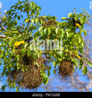 Fazenda Pouso Alegre - Poconé MT Xexéu Japiim Japiim - xexéu Japim Japuíra João - conguinho Xexéu-de-bananeira (Nordeste) Cacicus cela Yellow-rumped Cacique ave Fauna Natureza Ninho da ave Xexéu Pantanal Norte Poconé Mato Grosso Brasilien Centro Oeste Xexéu Japiim Japiim - xexéu Japim Japuíra João - conguinho Xexéu-de-bananeira (Nordeste) Cacicus cela Yellow-rumped Cacique ave Fauna Natureza Ninho da ave Xexéu Pantanal Norte Poconé Mato Grosso Brasilien Centro Oeste Stockfoto