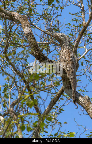 Fazenda Pouso Alegre - Poconé MT Urutau mãe-da-Lua-comum urutau urutágua Kúa - kúa e Uruvati (nomes Indígenas - Mato Grosso) Ave fantasma Nyctibius griséus Urutau-tagschläfer ave Fauna Natureza Pantanal Norte Poconé Mato Grosso Centro Oeste Brasil ave camuflada camuflagem Stockfoto