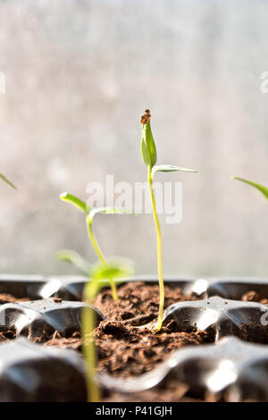 Kleine Sprößlinge auf keimlinge von Gemüsepflanzen Pfeffer Stockfoto