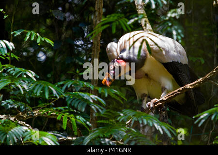 Urubu-rei Sarcoramphus papa Ave ave cathartiforme Corvo - Branco urubu-real urubu-Branco urubutinga urubu-rubixá urubu-preto - e - branco e iriburubixá Fauna Natureza Cativeiro Rita Barreto Stockfoto