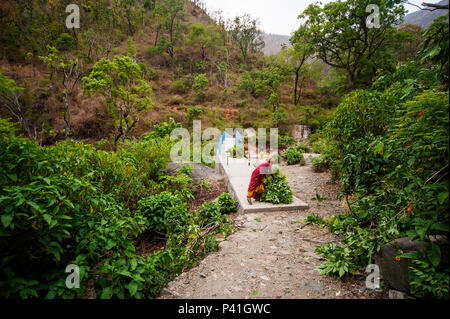 Indische Frau sammeln Viehfutter auf den dichten Wald am Nandhour Tal, Kumaon Hügel, Uttarakhand, Indien Stockfoto