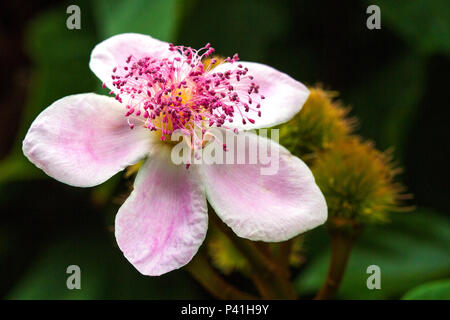 Jarinu-SP Urucu urucum fruto do urucuzeiro urucueiro Flor de Sel Urucum Bixa orellana Planta árvore Botânica tempero Kuechenhelfer gastronomia Stockfoto