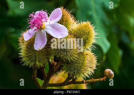 Jarinu-SP Urucu urucum fruto do urucuzeiro urucueiro Flor de Sel Urucum Bixa orellana Planta árvore tempero Botânica culinário corante Vermelho pintura indígena Flora Natureza Jarinu SP Brasil Stockfoto
