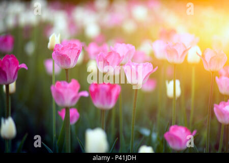 Nahaufnahme von einem Feld von Rosa und fichte Tulpen auf hohen grünen Stengel in einer Stadt Blumenbeet unter einem hellen Sommer Sonne Stockfoto