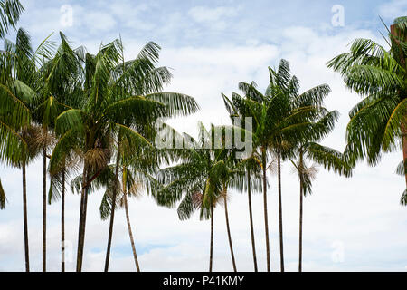 Acai (Euterpe oleracea) Palmen gegen einen bewölkten Himmel Stockfoto