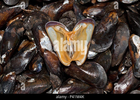 Bertioga - SP sururu molusco Muscheln molusco Mytella charruana ordem Mytiloida Fauna Marinha Praia Litoral Bertioga Litoral Norte Estado de São Paulo Brasil Stockfoto